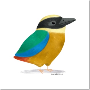 Blue Winged Pitta Posters and Art